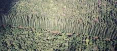 Macadamia nut plantation from helicopter.